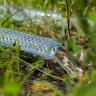 Шланг поливочный прозрачный армированный Palisad 3-х слойный, 1/2", 25 м 67361 купить в Нижневартовске