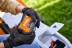 Газонокосилка (аккум) STIHL RMA 239.1 до 500м2 AK-System купить в Нижневартовске